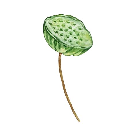 Premium Vector | Watercolor water lilly may month birth flower