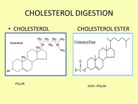 Biochem Chapter 11 Lipid And Amino Acid Metabolism Flashcards Quizlet