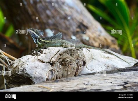 Striped Basilisk Or Jesus Christ Lizard Basiliscus Vittatus In The