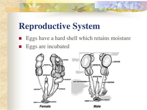 Bird Reproductive System Diagram Reproductive System Female