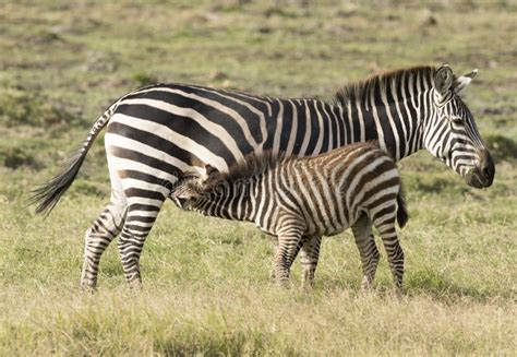 Zebra Foal Feeding Stock Image Image Of Zebra Kenya 62762845