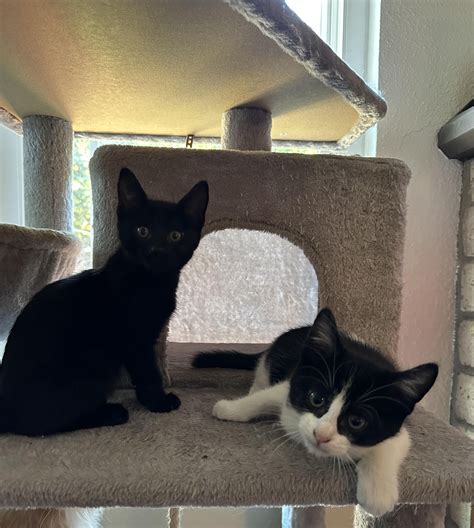 Kittens with ringworm in a multi-cat household : r/cats