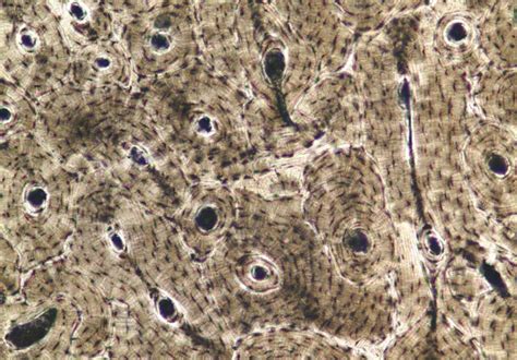 Connective Tissue Histology Diagrams Diagram | Quizlet