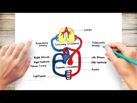 Laminated Human Heart Circulatory System Diagram Chart Off