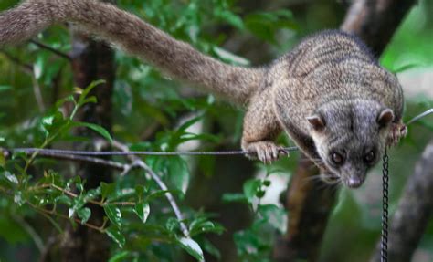 Kinkajou | The Biggest Animals Kingdom