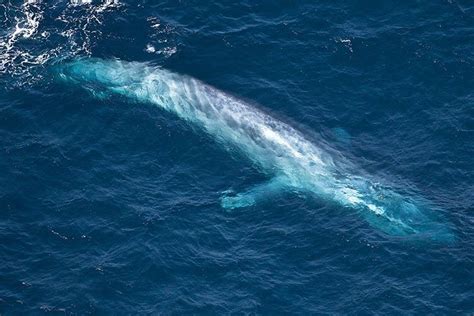 Blue Whale Tongue Size