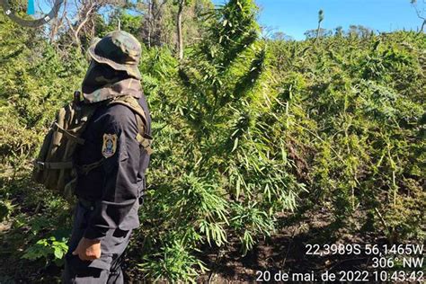 Paraguai Destr I Toneladas De Maconha Em Nova Fase Da Opera O