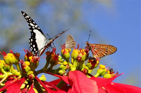 butterflies poinsettia animal world flora fauna 4k HD Wallpaper