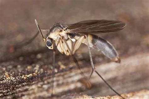 Phorid Fly Identification Guide | Types Of Flies In Southern Texas