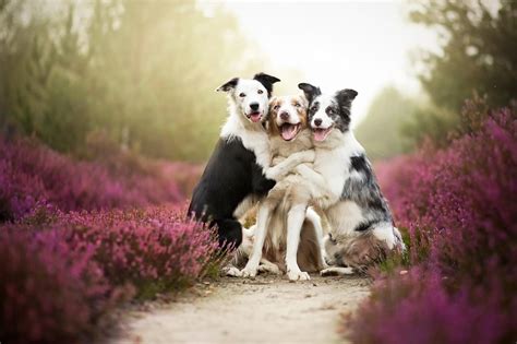 Животные обнимашки - подборка фотографий