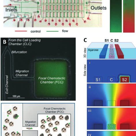 measuring immune cell migration  stable programmable gradient chip