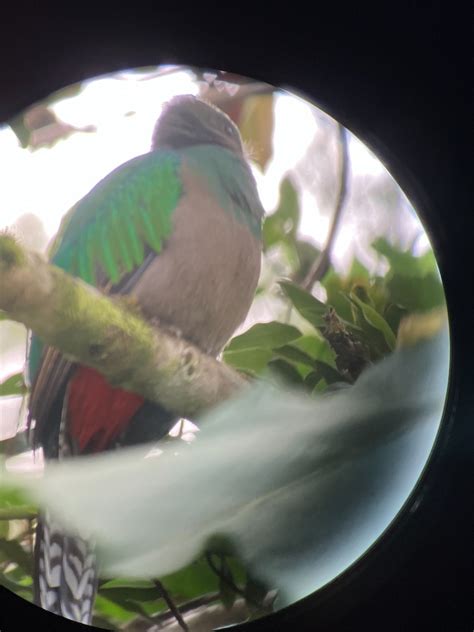 【コスタリカ】幻の鳥ケツァールを見に行くの巻 ひとり旅、ときどき日常