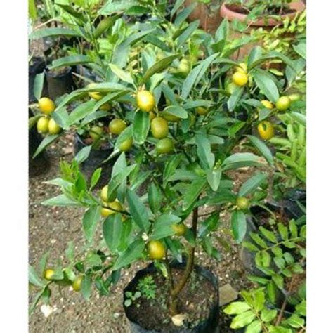 Jual Pohon Jeruk Lemon Cui 1 Meter Shopee Indonesia