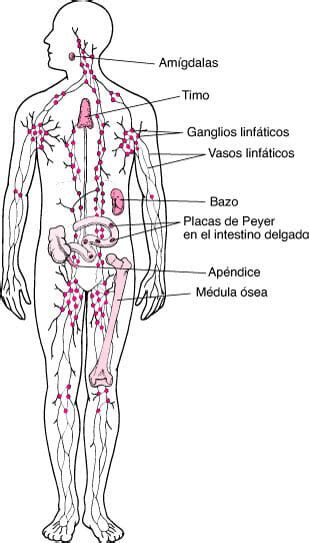 Sistema Linfático Funciones Partes y Enfermedades 2023