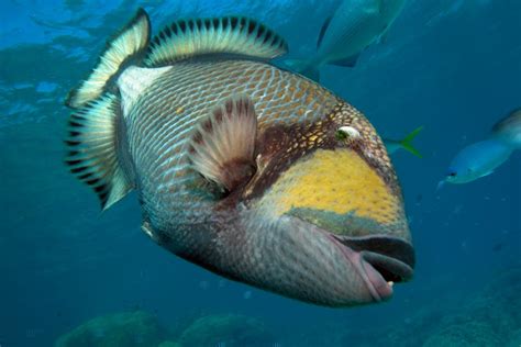 Wildlife of the Week: Titan Triggerfish - Underwater360