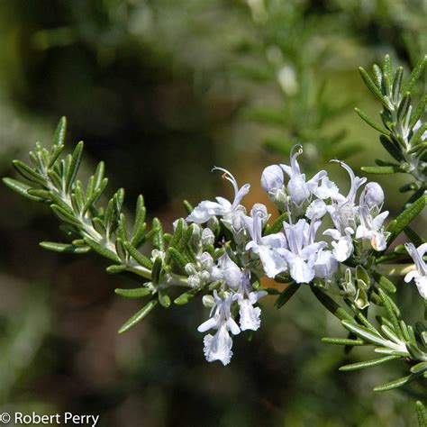 Rosmarinus Officinalis Flower