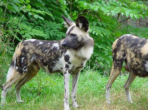 Picture 7 of 9 - African Wild Dog (Lycaon Pictus) Pictures & Images ...