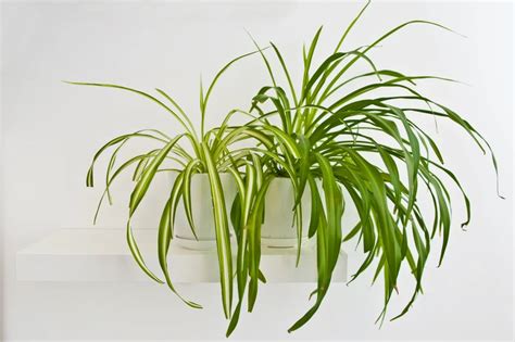 Chlorophytum Comosum How To Grow The Easy Care Spider Plant