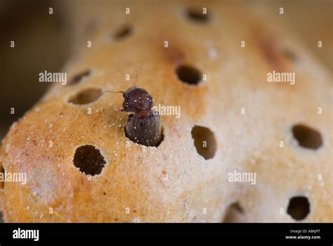 Biscuit beetle in biscuit Stock Photo - Alamy