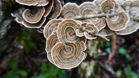 Medicinal Mushrooms: 5 Types and Their Histories - Herbal Plant Power