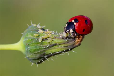 Comment Attirer Les Coccinelles Championnes Au Potager Blog Jardin