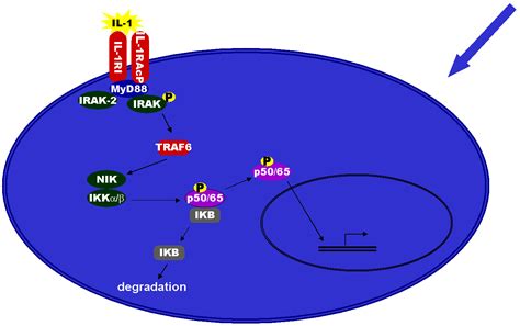 General Cellular Signaling In Focus Il 1 Signal Transduction