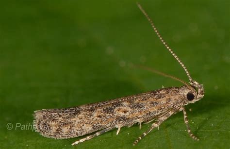 Tuta Absoluta Tomato Leaf Miner Ministry Of Agriculture Land And