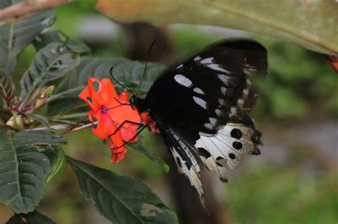 Troides Paradisea Inaturalist United Kingdom