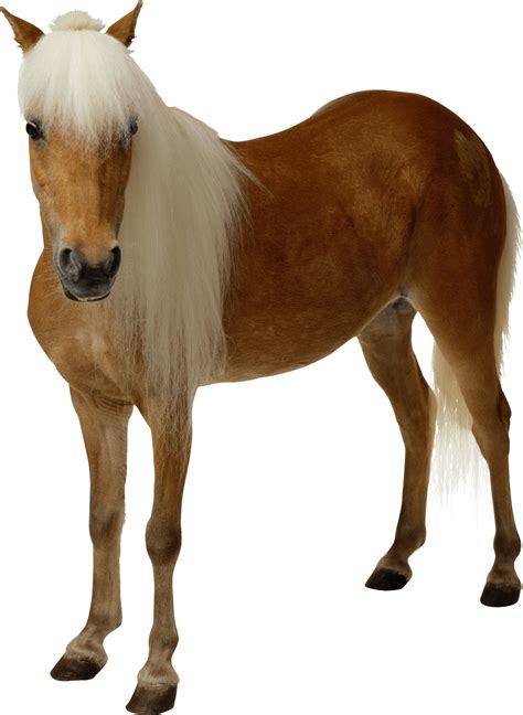 Light Brown Horse Transparent Png Stickpng