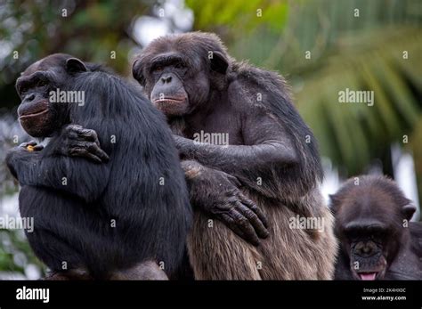 El Chimpanc Tambi N Conocido Como Chimpanc Es Una Especie Sociable