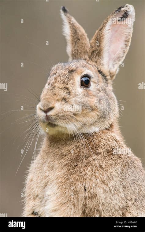 European Rabbit Oryctolagus Cuniculus With Ears Perked Up Portrait