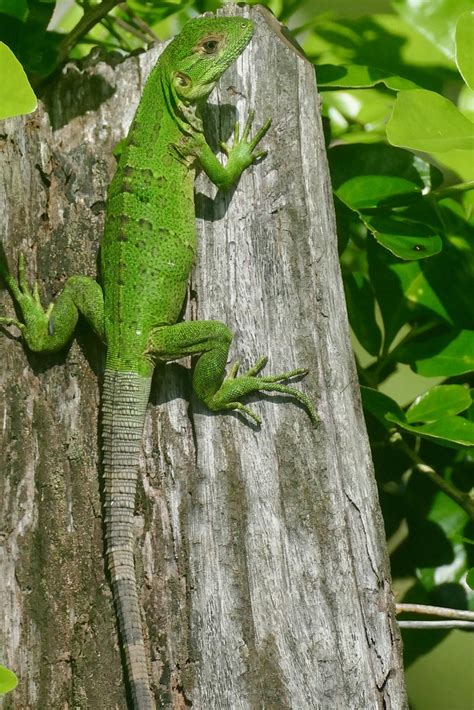 Black Spiny Tailed Iguana Ctenosaura Similis Juvenile Flickr