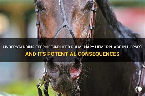 Understanding Exercise Induced Pulmonary Hemorrhage In Horses And Its