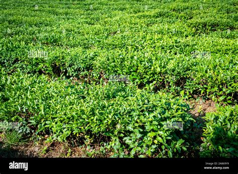 Green Tea Farm In Spring Tea Plantation Stock Photo Alamy