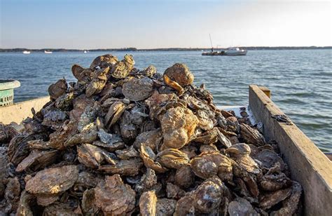 Oyster Harvesting