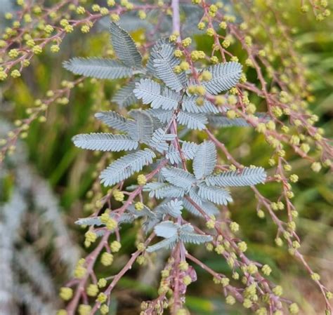 Acacia 'Cootamundra Wattle' - Hello Hello Plants