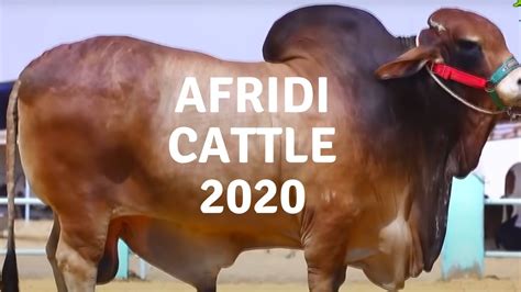 Eid Ul Adha Shahid Afridi Cattle Farm All Cows Vlog Cow Mandi