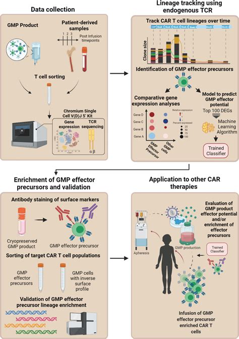 Endogenous Tcr Tracking As A Broadly Applicable Method For Car T Cells