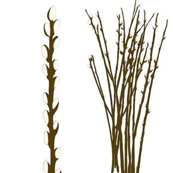 Pussy Willow Tree Branches Clip Art Catkins Spring Easter PussyWillow