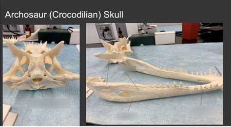 Archosaur (crocodilian) skull Diagram | Quizlet