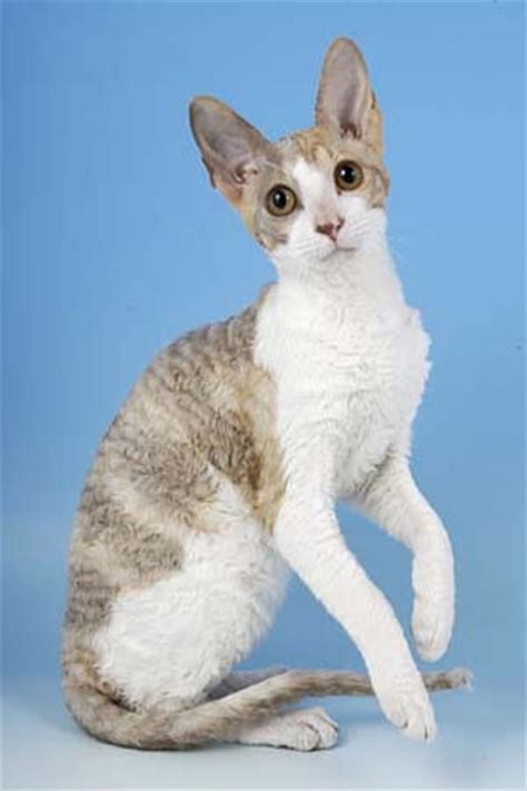 Breed Comparisons Cornish Rex World Cat Congress