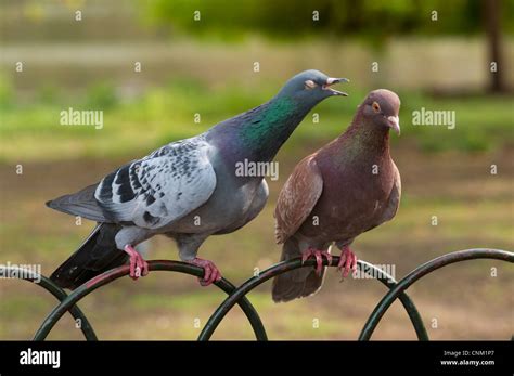 Pigeons Hi Res Stock Photography And Images Alamy