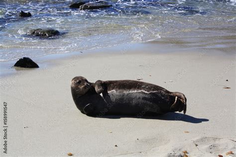 Foto De Robbe Liegt Am Strand Mit Dem Meer Im Hintergrund Do Stock