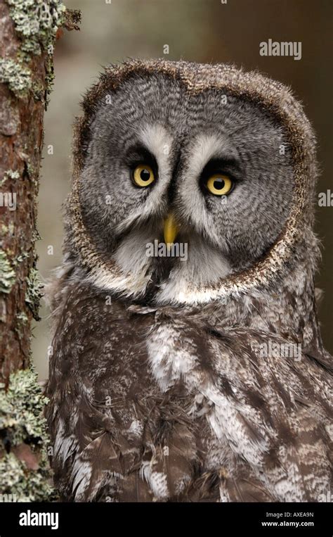 Great Grey Owl Strix Nebulosa Peering Around Tree Trunk In Northern