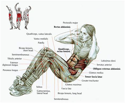 exercise anatomy abs training gym workout chart training programs