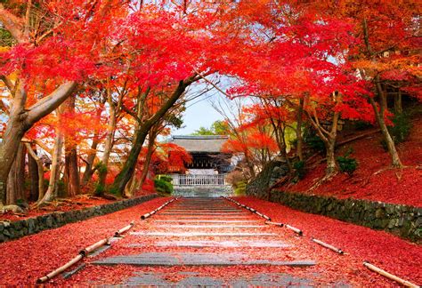 kyoto en octobre guide complet pour  voyage vialala