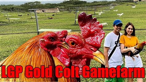 Lets Visit The Farm Of Lgp Gold Colt Gamefarm Youtube