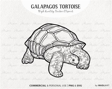 Galapagos Tortoise Svg Clipart Land Turtle Vector Artwork Cute Turtle