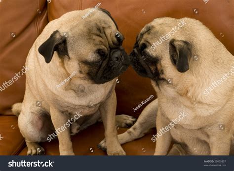 Two Pugs Kissing Stock Photo 25025857 Shutterstock