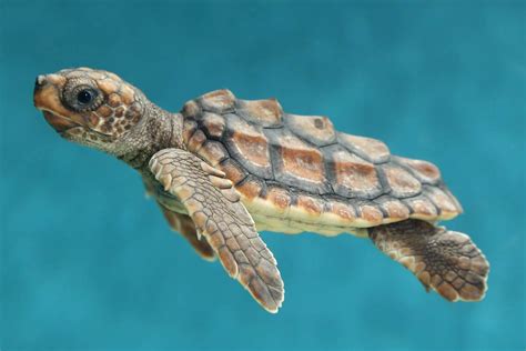 Cute Baby Sea Turtles Swimming